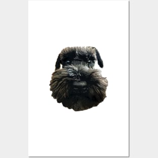 Schnauzer Cute Dog with Beard Posters and Art